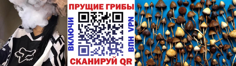 Псилоцибиновые грибы GOLDEN TEACHER где найти Коломна